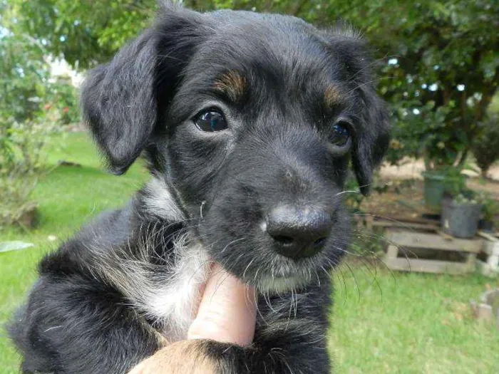 Cachorro ra a Vira-lata idade Abaixo de 2 meses nome Margarida