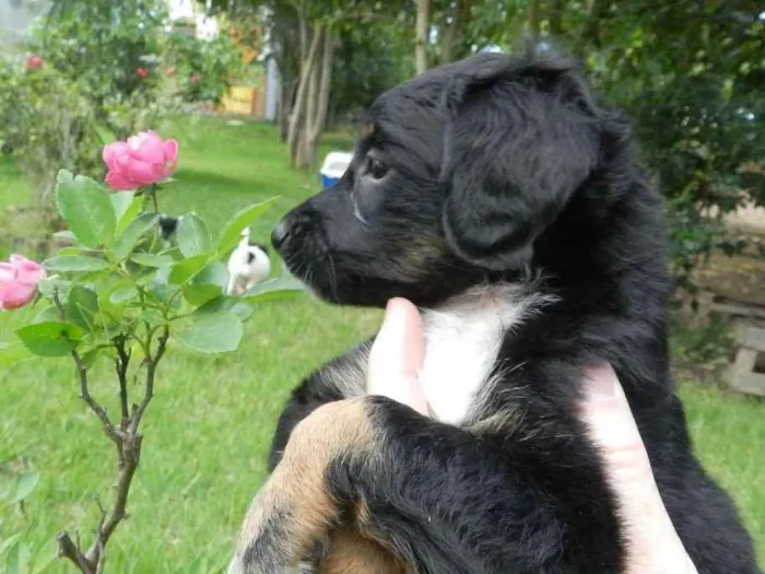 Cachorro ra a Vira-lata idade Abaixo de 2 meses nome Margarida