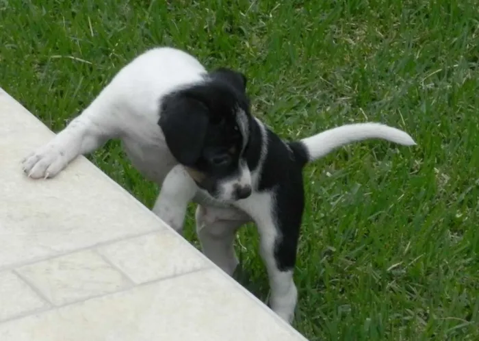 Cachorro ra a vir-lata idade Abaixo de 2 meses nome Boris