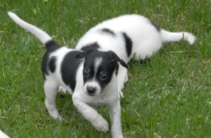 Cachorro ra a vir-lata idade Abaixo de 2 meses nome Boris