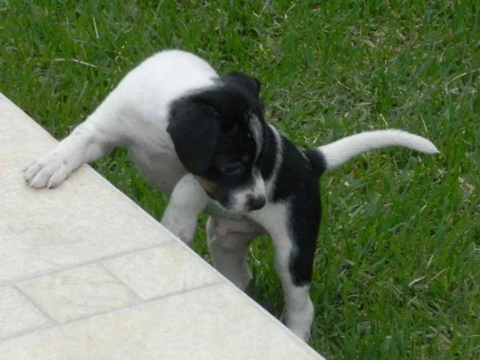 Cachorro ra a vir-lata idade Abaixo de 2 meses nome Boris