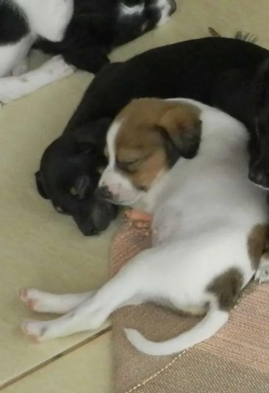 Cachorro ra a  idade Abaixo de 2 meses nome Zeca