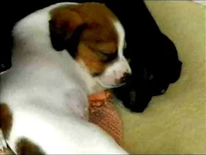 Cachorro raça  idade Abaixo de 2 meses nome Zeca