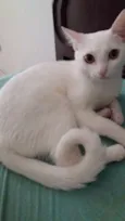 Baguera