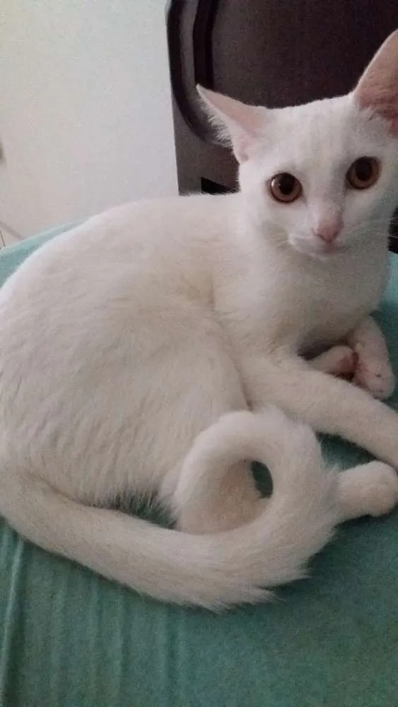 Gato ra a Sem raca idade 1 ano nome Baguera