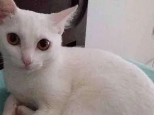 Gato raça Sem raca idade 1 ano nome Baguera