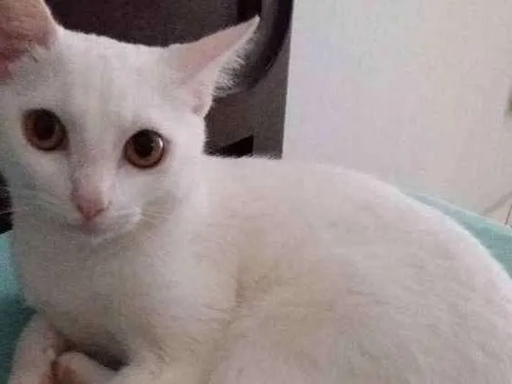 Gato ra a Sem raca idade 1 ano nome Baguera