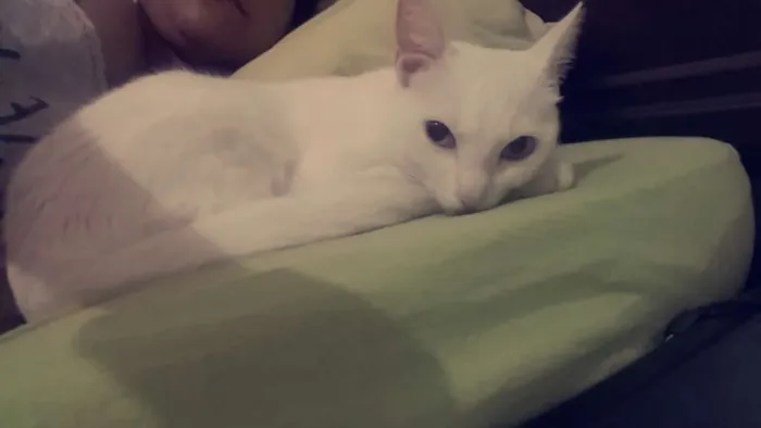 Gato ra a Sem raca idade 1 ano nome Baguera