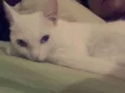 Baguera