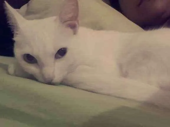 Gato ra a Sem raca idade 1 ano nome Baguera