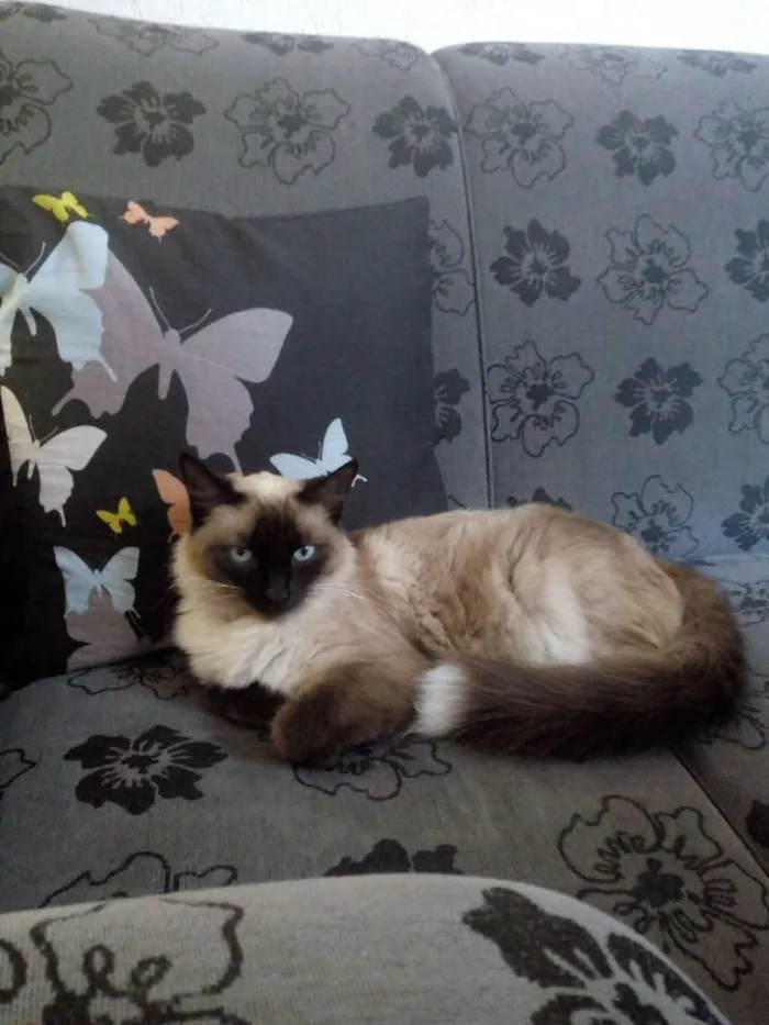 Gato ra a Siamês idade 1 ano nome Lilica