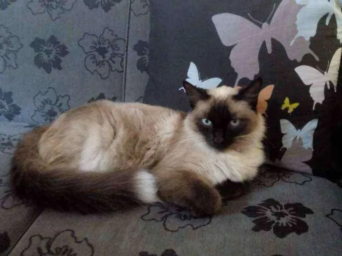 Gato ra a Siamês idade 1 ano nome Lilica