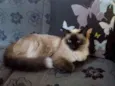 Lilica