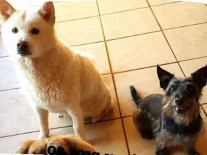 Cachorro raça Srd e akita idade 6 ou mais anos nome Poppy e kimmy