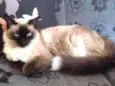 Lilica