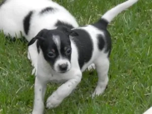 Cachorro raça vir-lata idade Abaixo de 2 meses nome Boris