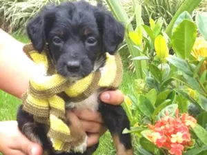 Cachorro raça Vira-lata idade Abaixo de 2 meses nome Margarida