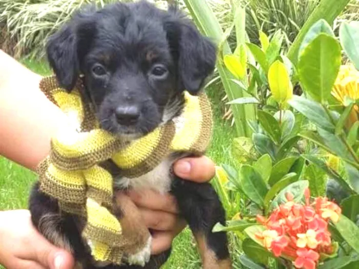 Cachorro ra a Vira-lata idade Abaixo de 2 meses nome Margarida