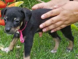 Cachorro raça Vira-lata idade Abaixo de 2 meses nome Jasmim