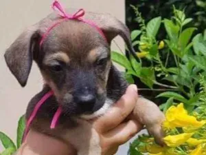 Cachorro raça Vira-lata idade Abaixo de 2 meses nome Violeta