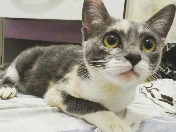 Gato ra a Srd idade 2 a 6 meses nome Nina