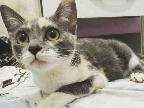 Gato ra a Srd idade 2 a 6 meses nome Nina