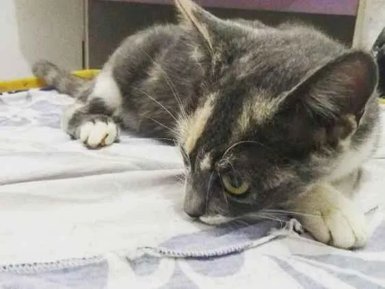 Gato ra a Srd idade 2 a 6 meses nome Nina