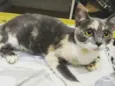 Nina