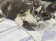 Nina