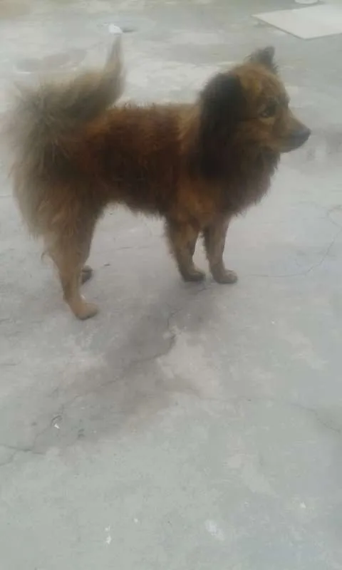 Cachorro ra a CHOWCHOW idade 4 anos nome TOM