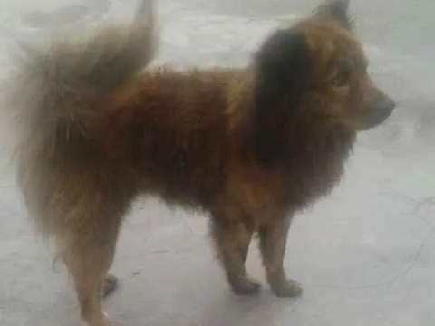 Cachorro ra a CHOWCHOW idade 4 anos nome TOM