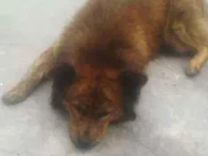 Cachorro raça CHOWCHOW idade 4 anos nome TOM