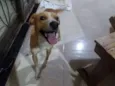 Chico