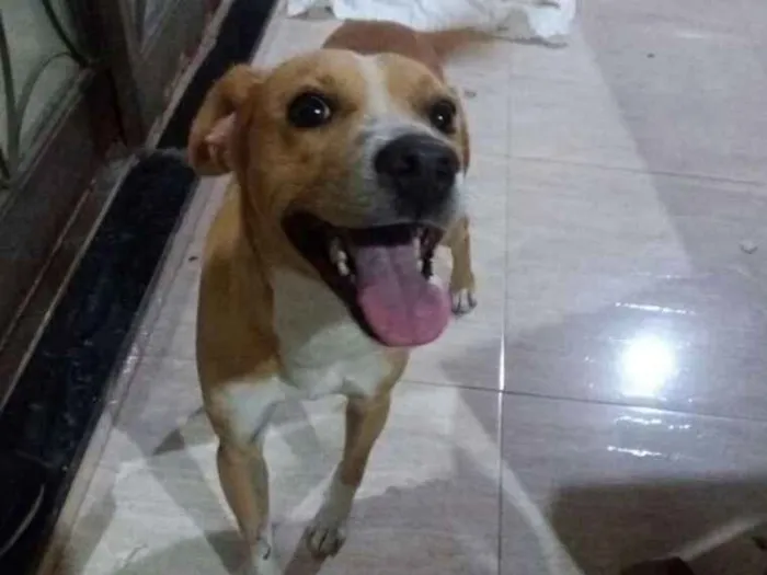 Cachorro raça Vira lata idade 2 anos nome Chico