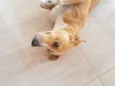 Chico