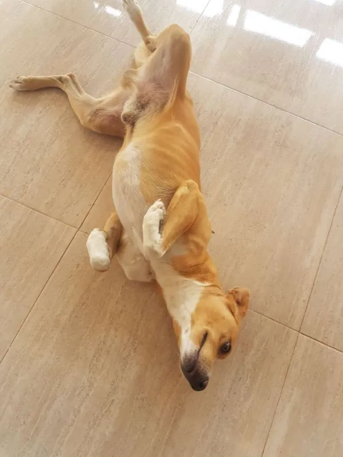 Cachorro raça Vira lata idade 2 anos nome Chico