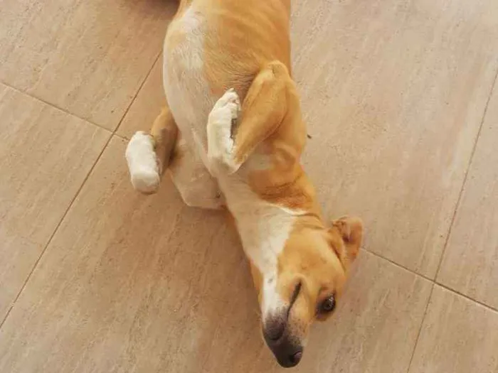 Cachorro raça Vira lata idade 2 anos nome Chico