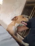 Chico