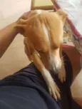 Chico