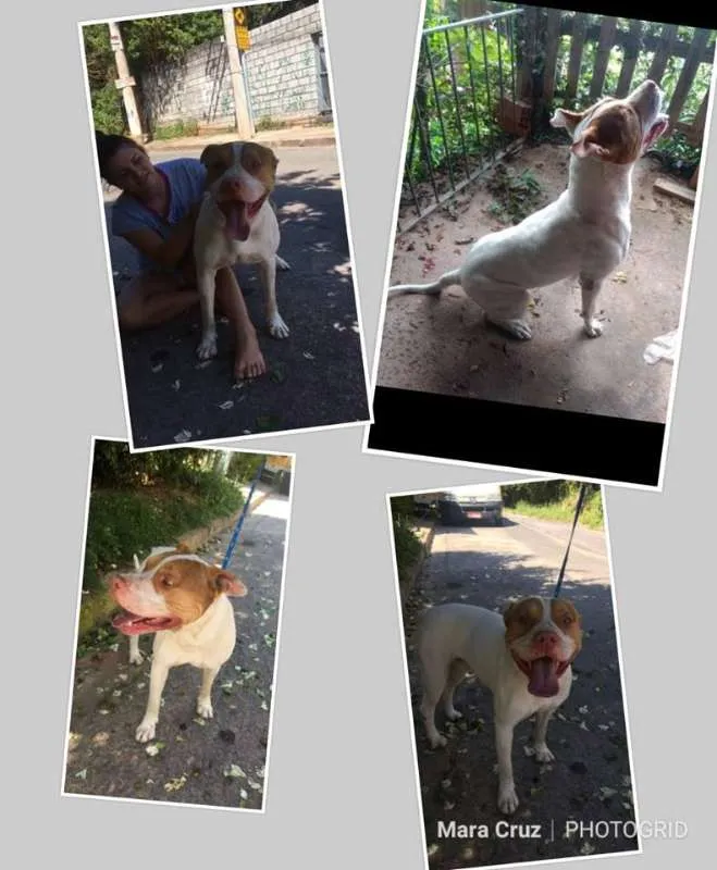 Cachorro ra a Pit-Bull idade 2 anos nome PIT EMBU DAS ARTES