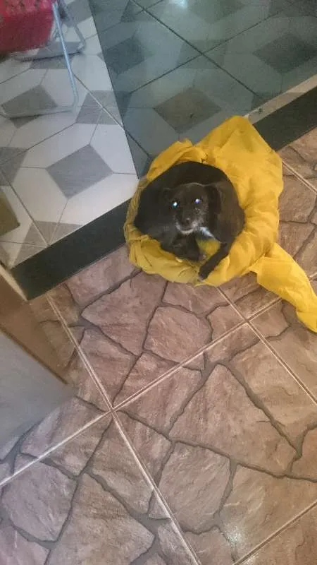 Cachorro ra a Vira Lata idade 6 ou mais anos nome Polly