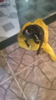 Polly