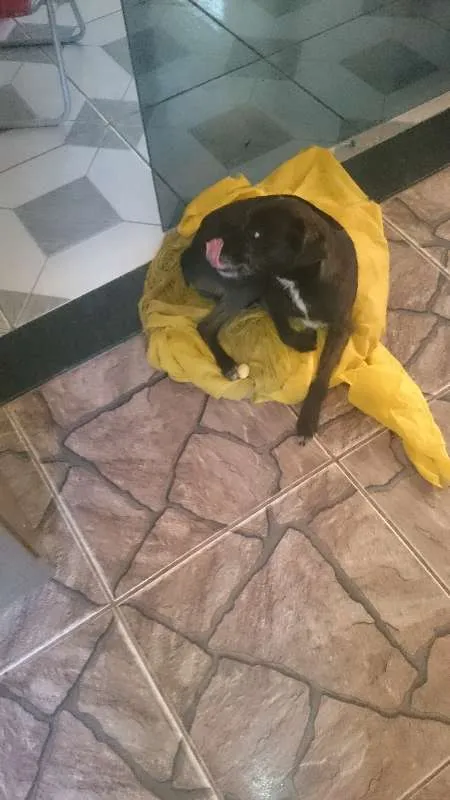 Cachorro ra a Vira Lata idade 6 ou mais anos nome Polly