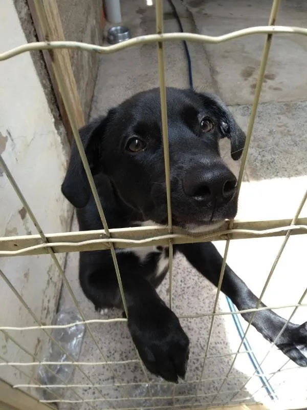 Cachorro ra a SRD idade 7 a 11 meses nome Zeus