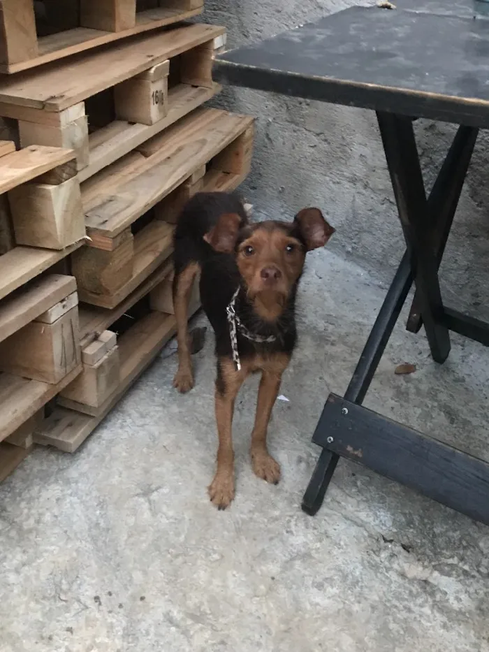 Cachorro ra a SRD  idade  nome Margot