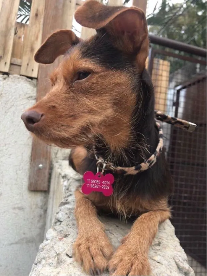 Cachorro ra a SRD  idade  nome Margot