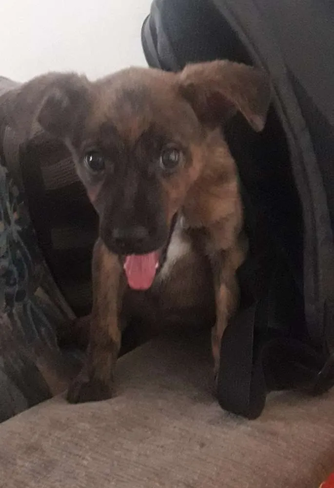 Cachorro ra a Vira lata idade 2 a 6 meses nome Sem nome