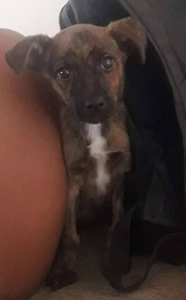 Cachorro ra a Vira lata idade 2 a 6 meses nome Sem nome