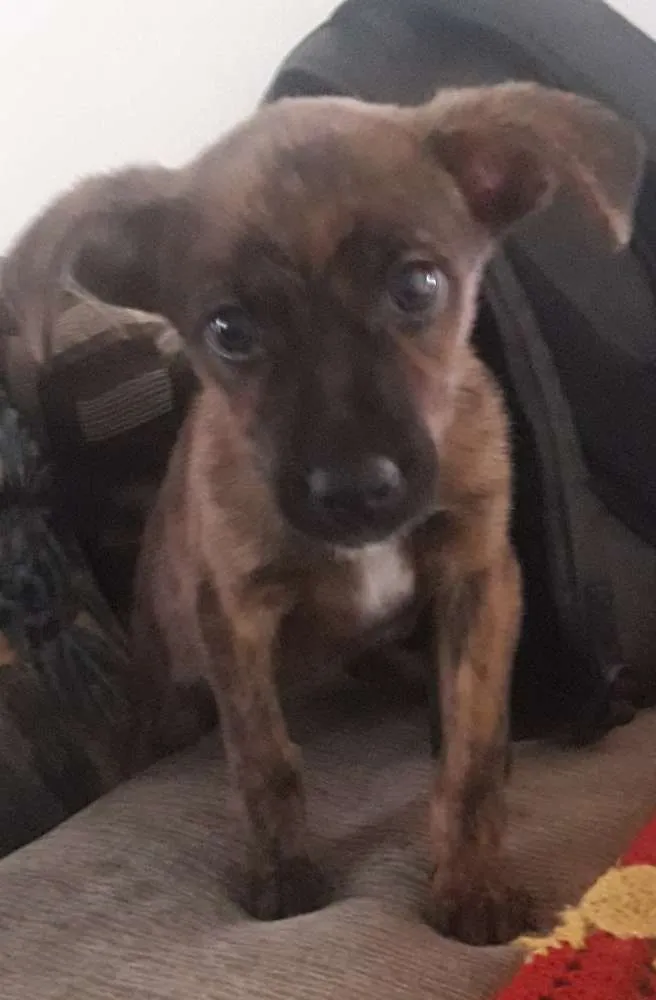 Cachorro ra a Vira lata idade 2 a 6 meses nome Sem nome