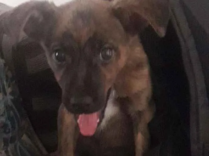 Cachorro ra a Vira lata idade 2 a 6 meses nome Sem nome